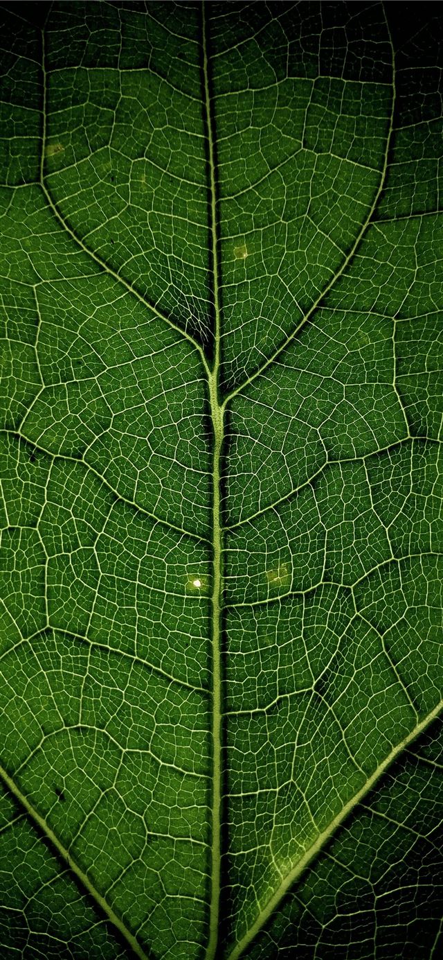 1125x2436 close up photo of leaf -  iPhone 11 Wallpaper