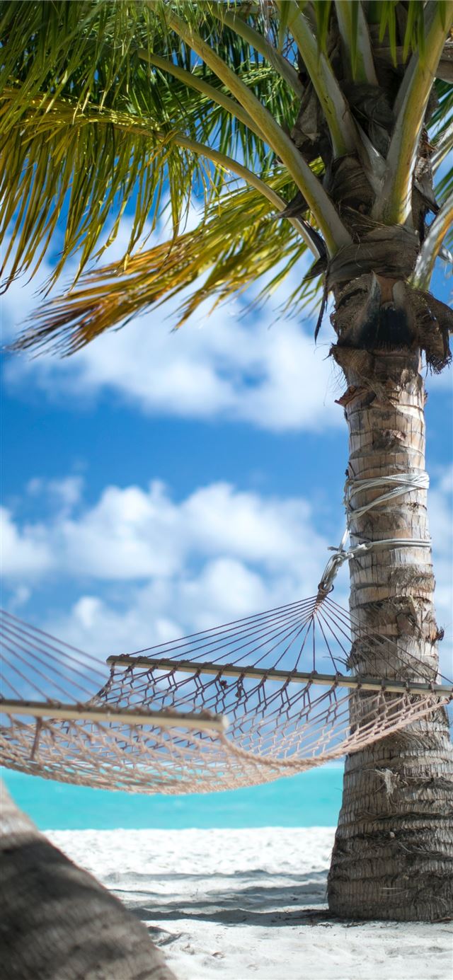 1284x2778 two coconut trees and beige hammock -  iPhone 11 Wallpaper
