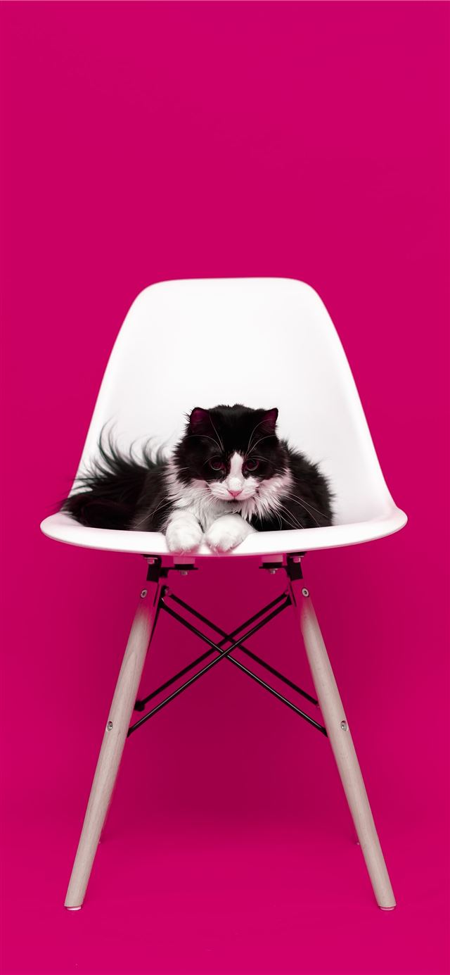 1284x2778 black and white cat -  iPhone 11 Wallpaper