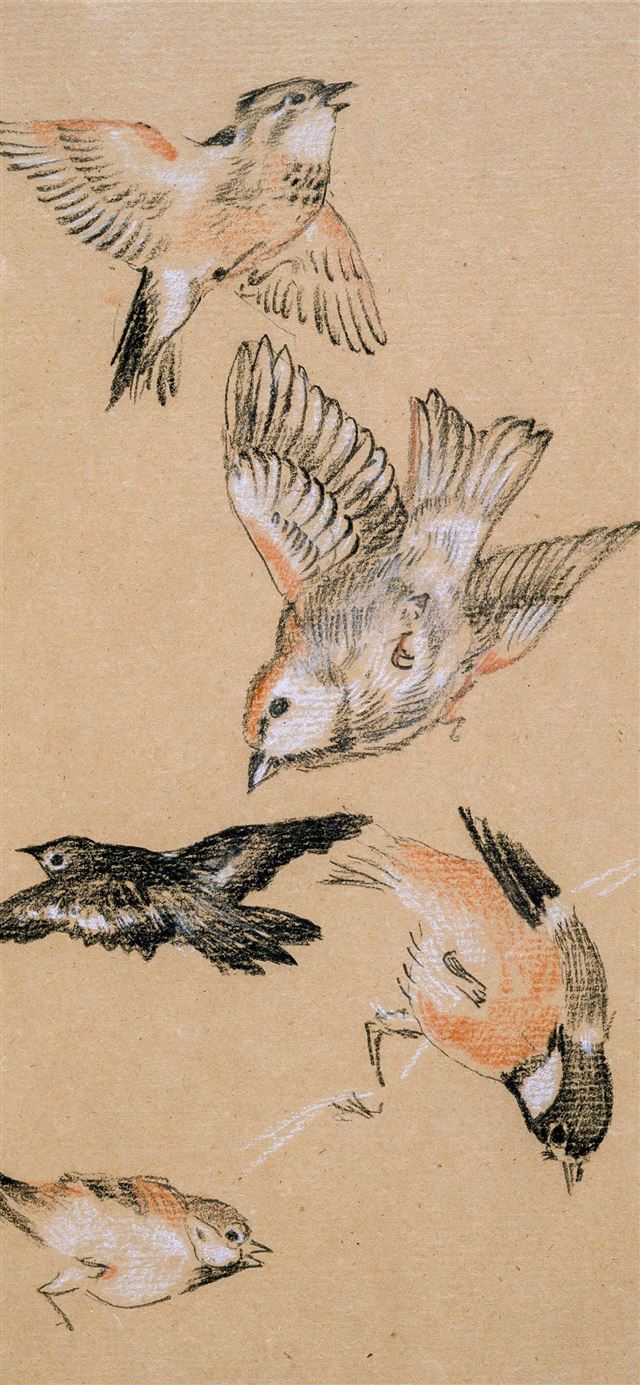 1284x2778 brown and white bird print textile -  iPhone 11 Wallpaper