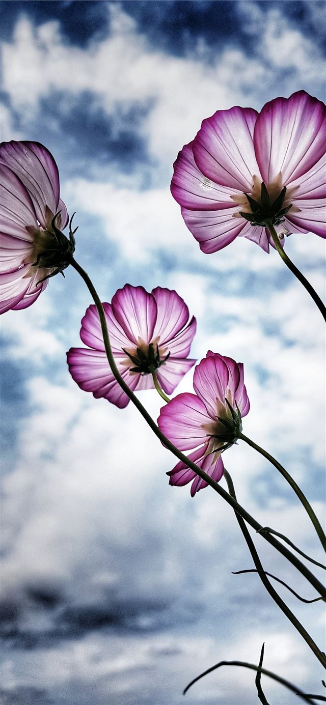 1284x2778 purple petaled flower -  iPhone 11 Wallpaper