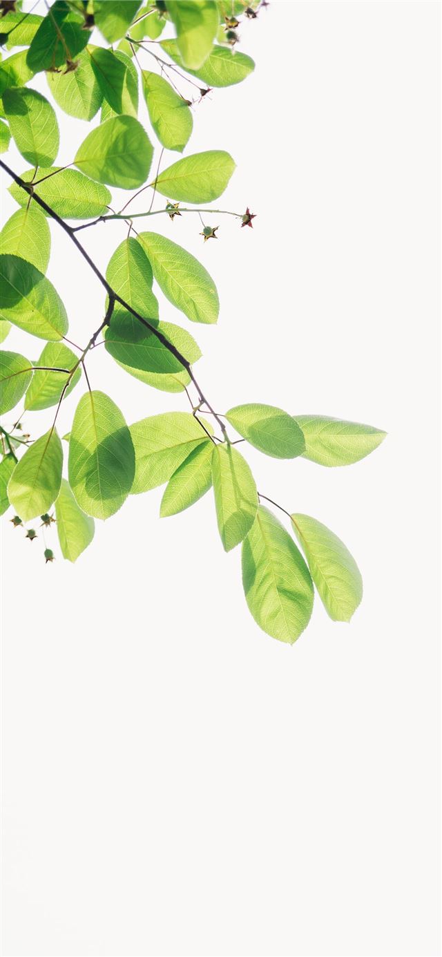 1125x2436 green flowering plant -  iPhone 11 Wallpaper