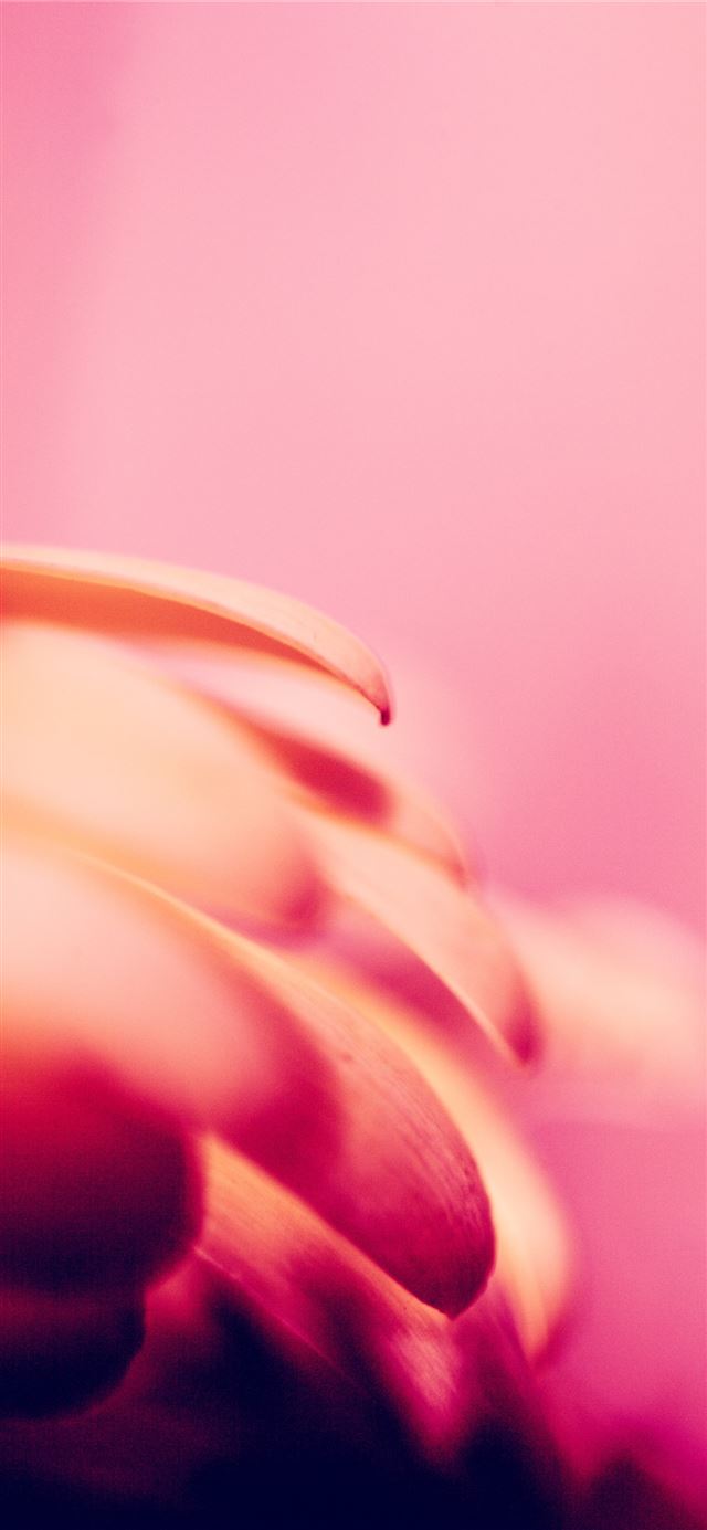 1125x2436 Born from the ashes a Phoenix rises with new life  -  iPhone 11 Wallpaper
