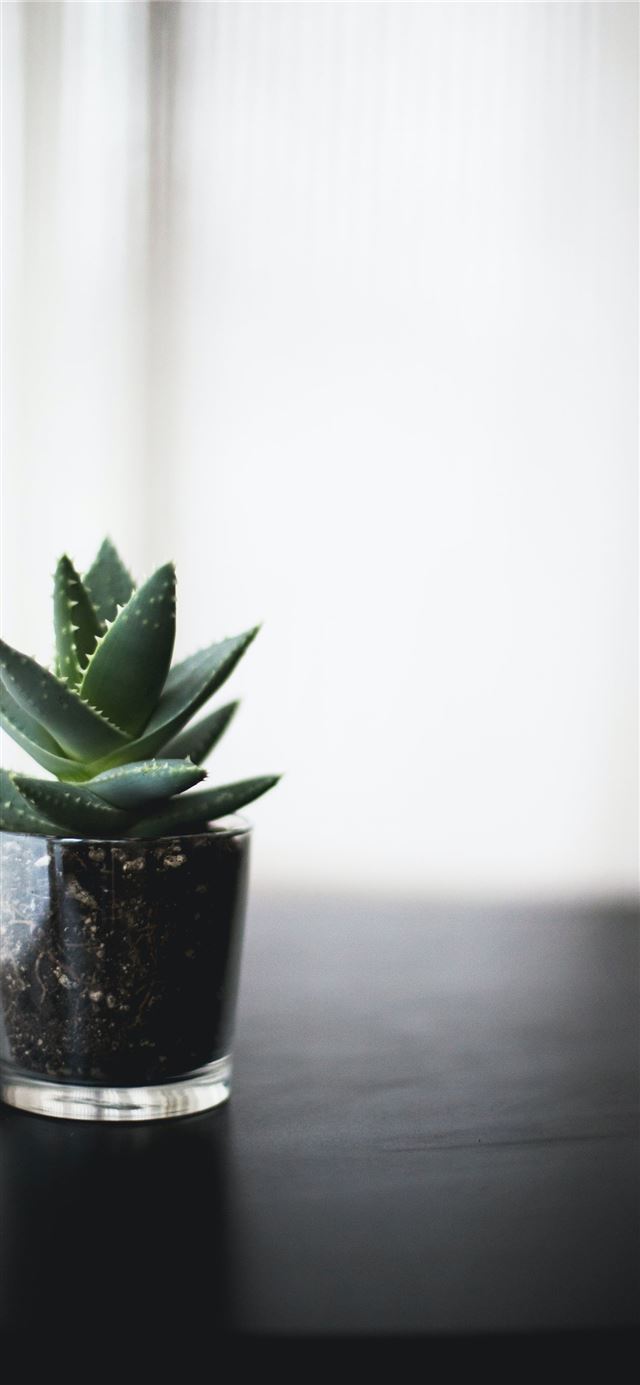 1125x2436 selective focus photo of succulent plant on black ... -  iPhone 11 Wallpaper