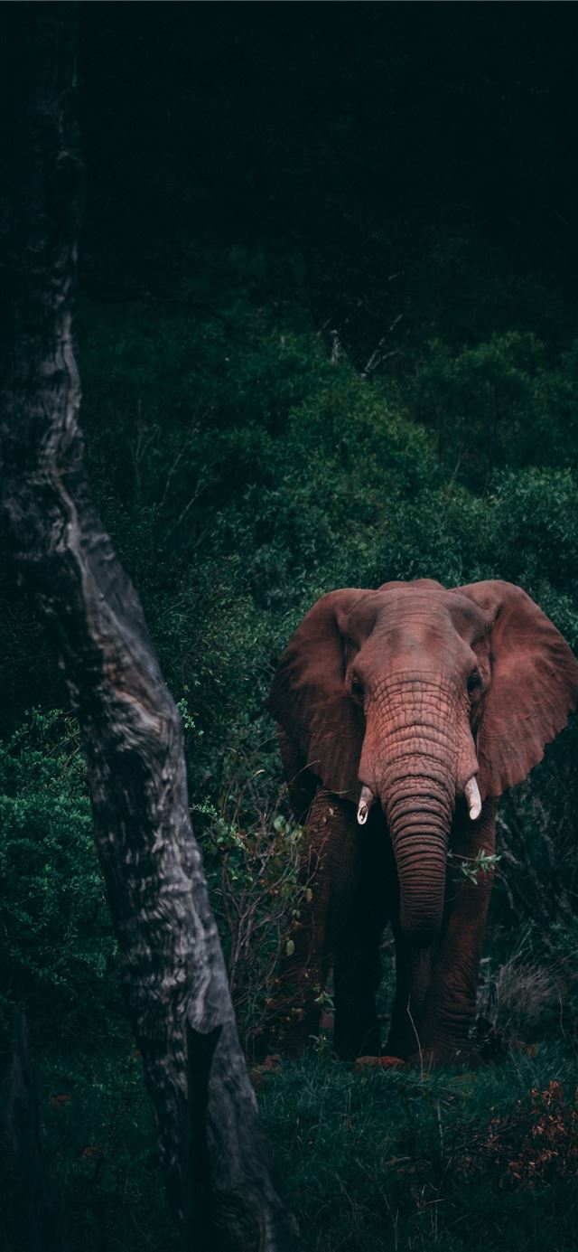 1125x2436 brown mammoth on middle of woods during daytime -  iPhone 11 Wallpaper