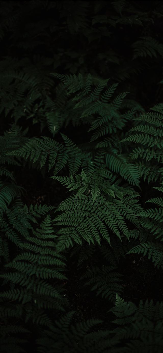1125x2436 photo of Boston fern -  iPhone 11 Wallpaper