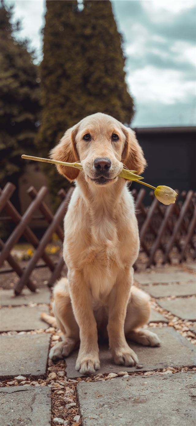 1284x2778 yellow Labrador retriever biting yellow tulip flow... -  iPhone 11 Wallpaper