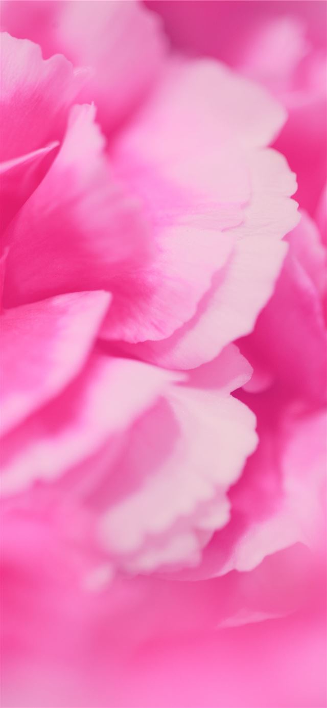 1125x2436 Close up of pink carnations using my macro lens  -  iPhone 11 Wallpaper
