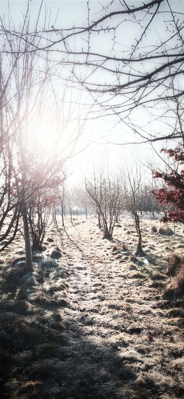 1125x2436 bare trees and ground covered in snow under clear ... -  iPhone 11 Wallpaper