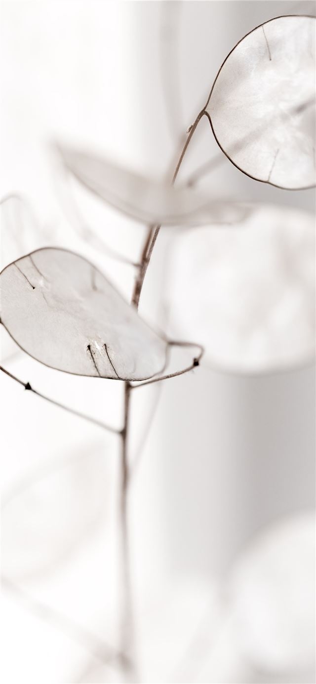 1284x2778 selective focus photography of white flowers -  iPhone 11 Wallpaper