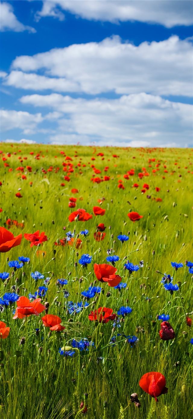1284x2778 red flowers under the blue sky -  iPhone 11 Wallpaper
