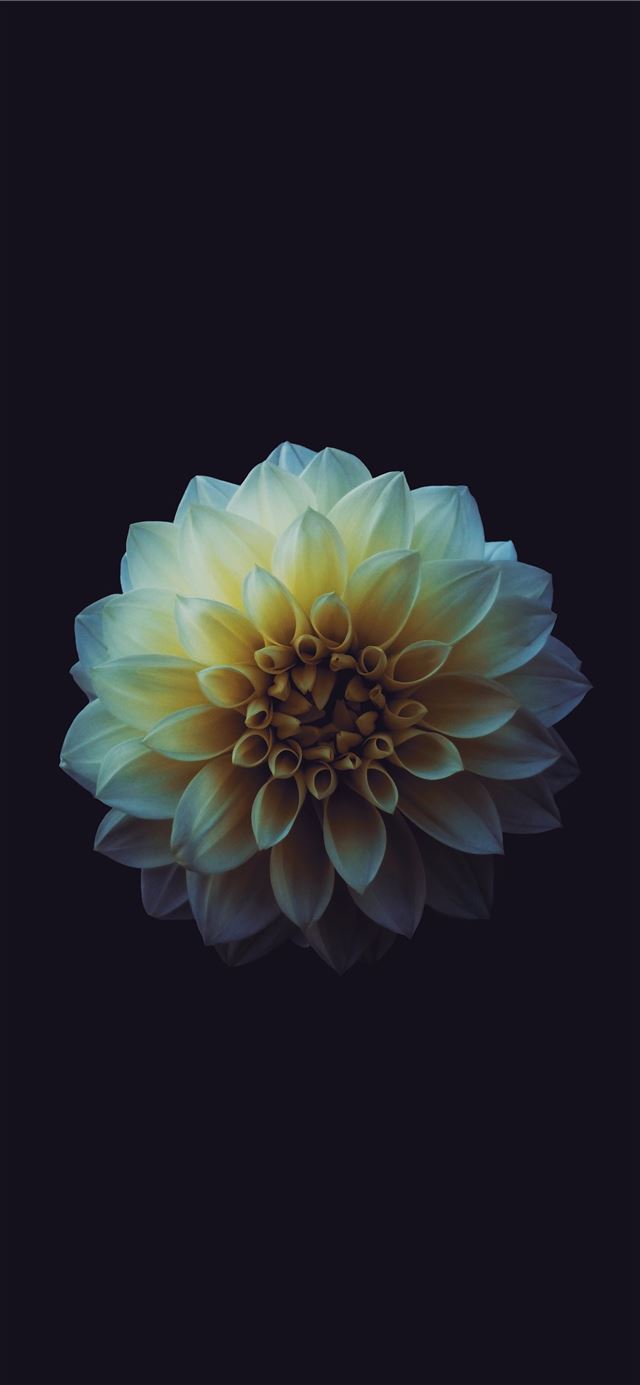 1284x2778 white flowers -  iPhone 11 Wallpaper