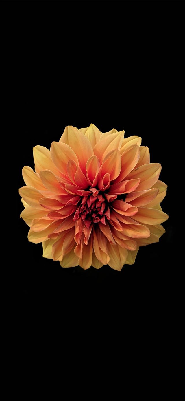 1284x2778 pink and white flower in black background -  iPhone 11 Wallpaper