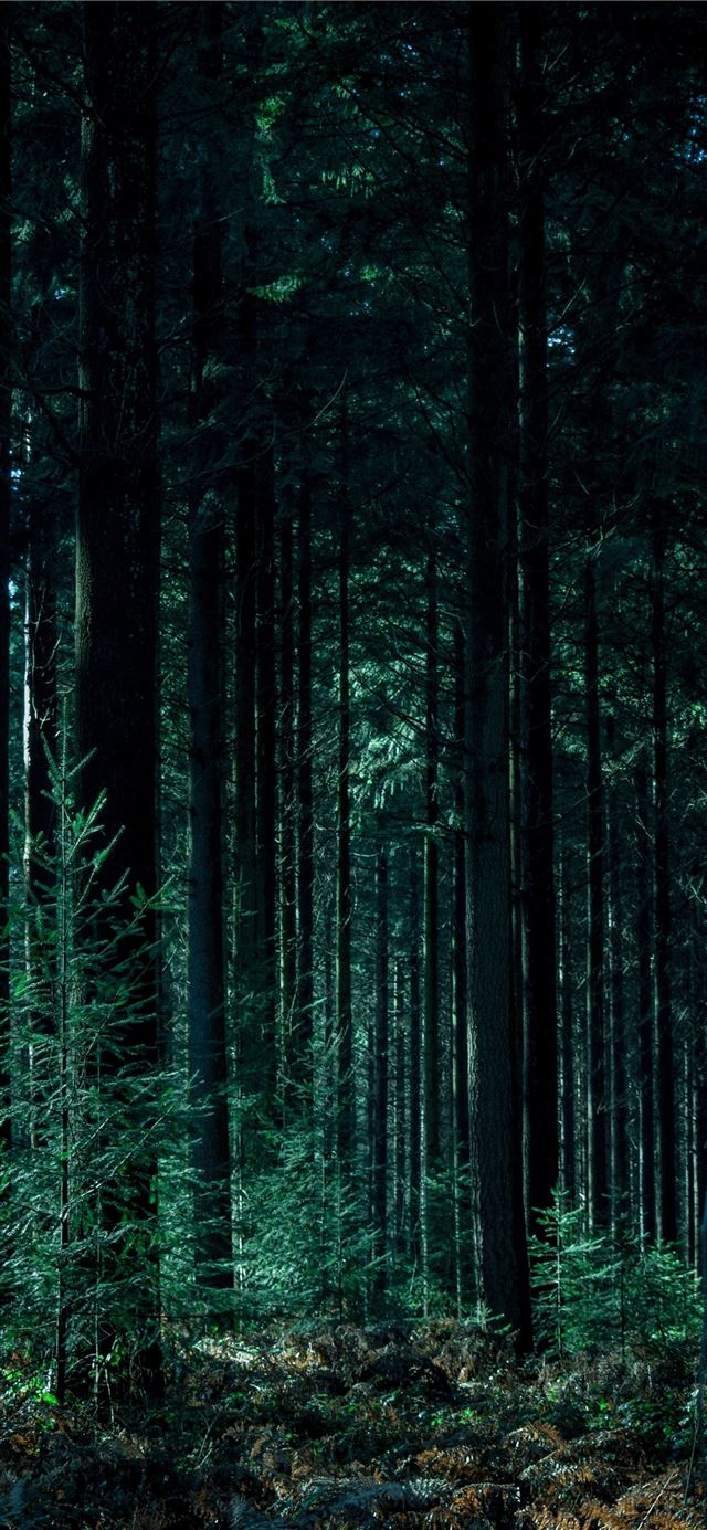 1284x2778 landscape photography of forest -  iPhone 11 Wallpaper