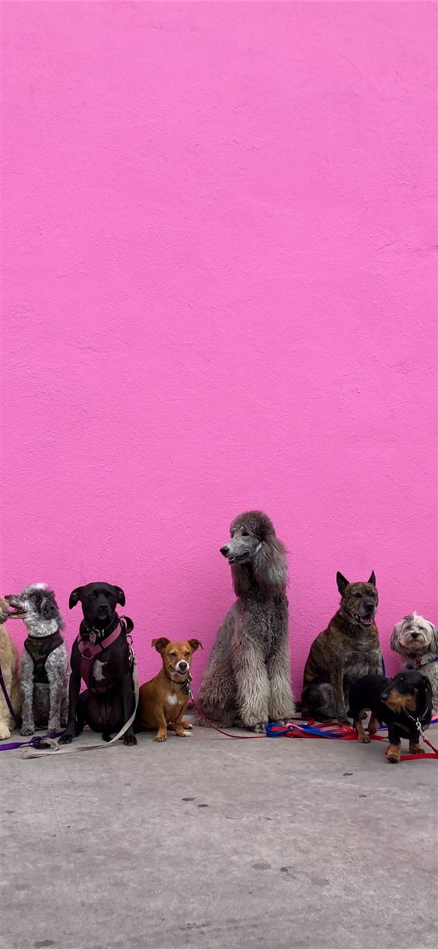 1125x2436 litter of dogs fall in line beside wall -  iPhone 11 Wallpaper