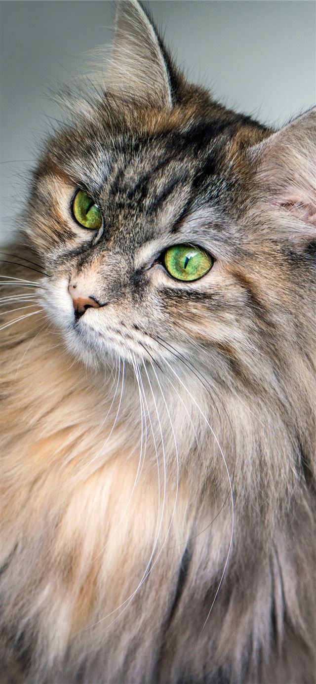 1284x2778 focus photography of long fur brown cat -  iPhone 11 Wallpaper