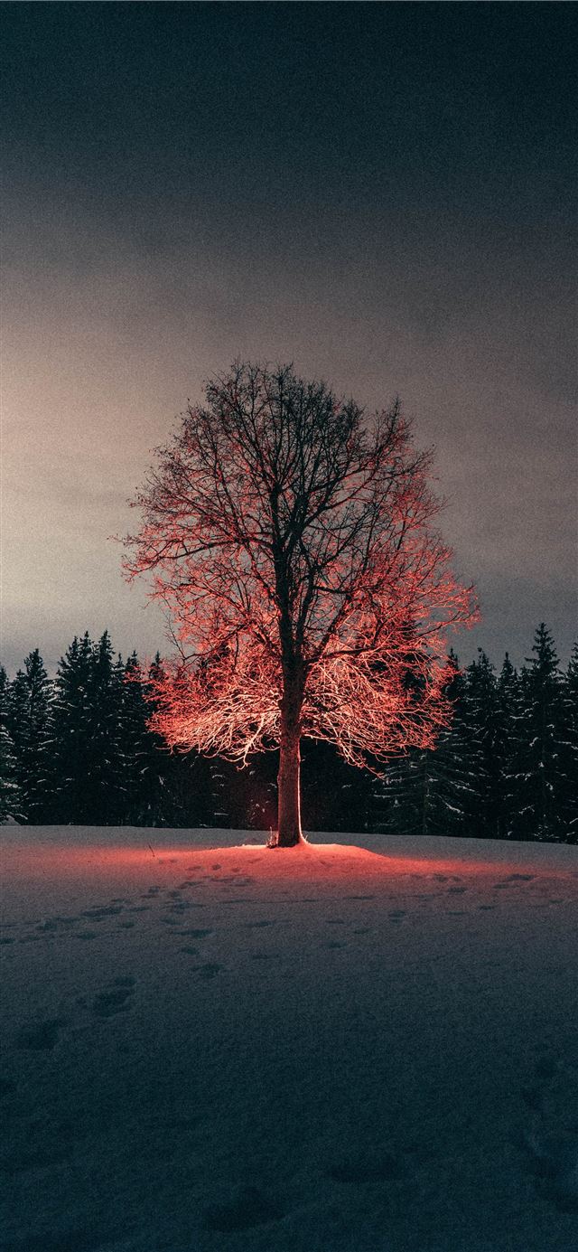 1284x2778 leafless tree on snow covered ground -  iPhone 11 Wallpaper