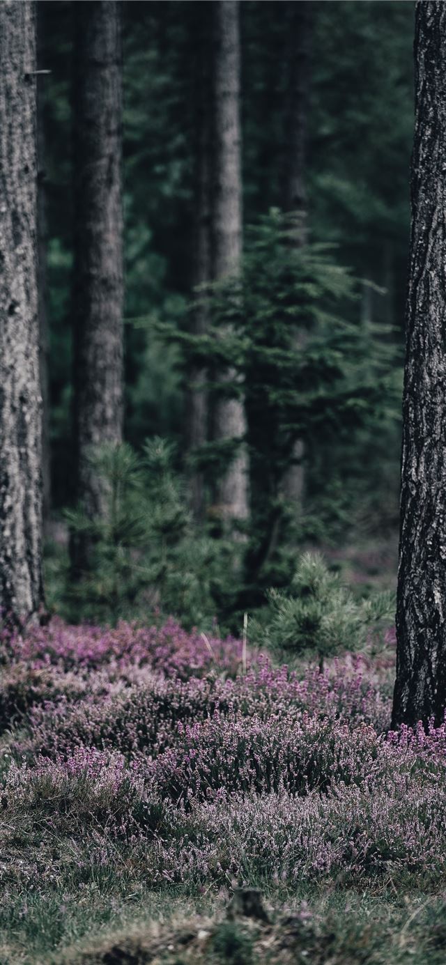1284x2778 pink petaled flowers under trees at daytime -  iPhone 11 Wallpaper