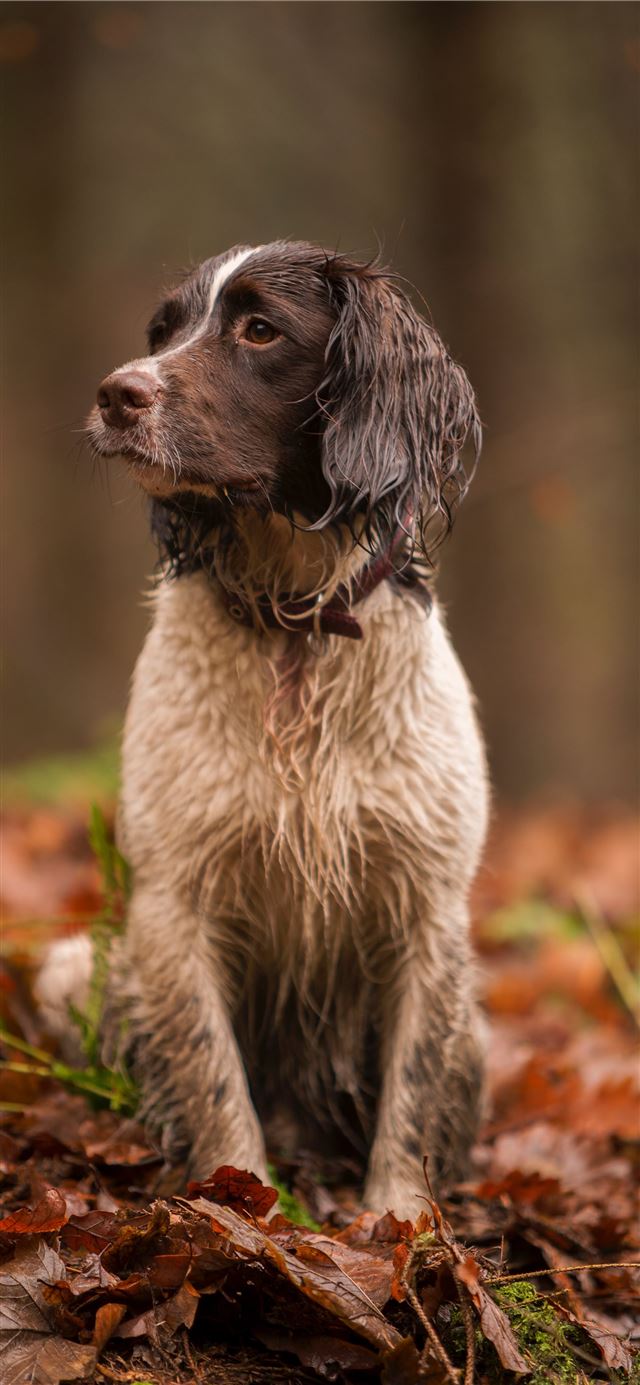 1125x2436 short coated white and black dog on brown leaves -  iPhone 11 Wallpaper