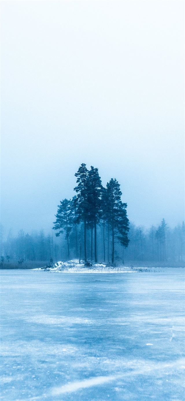 1284x2778 photo of green trees -  iPhone 11 Wallpaper