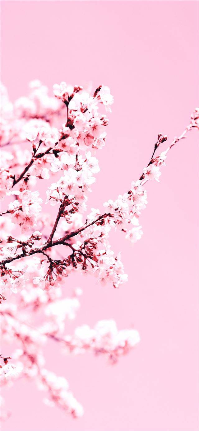 1284x2778 white cherry blossom tree during daytime -  iPhone 11 Wallpaper