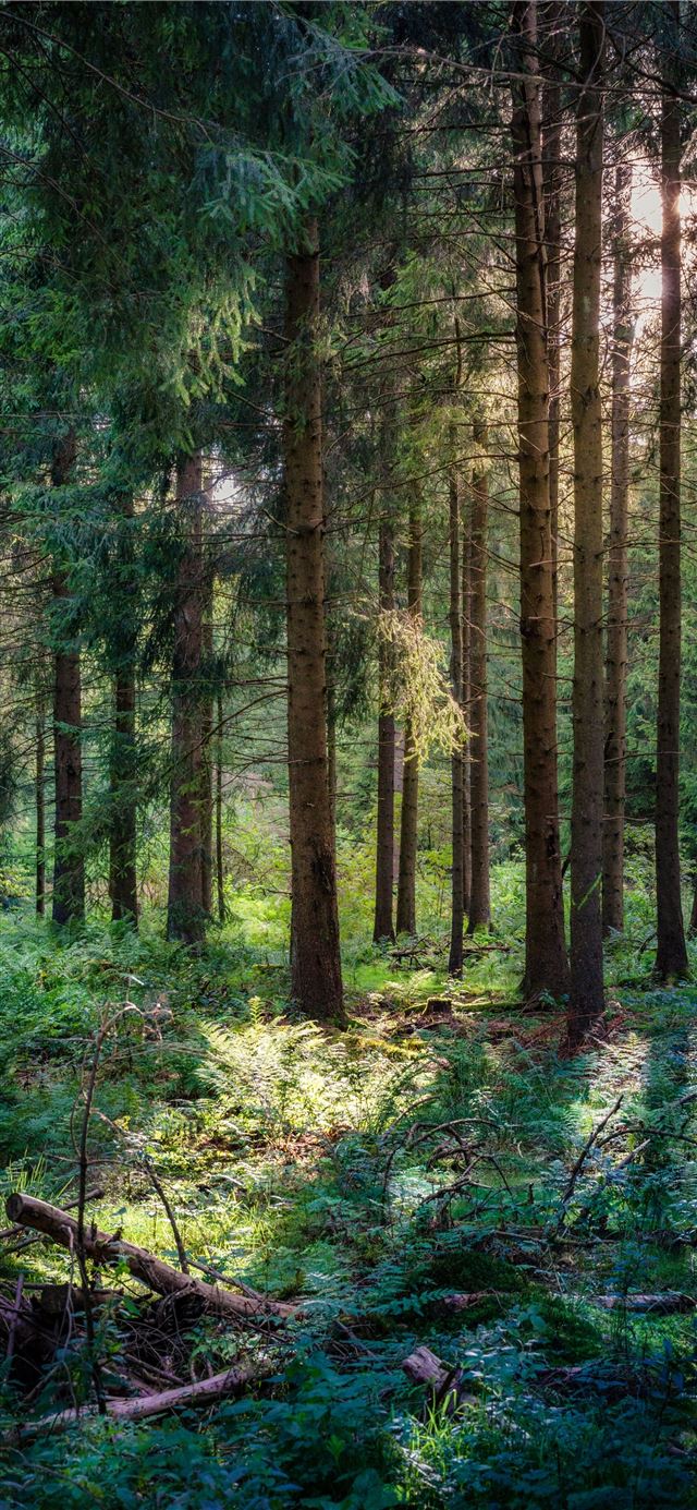1284x2778 forest at daytime -  iPhone 11 Wallpaper