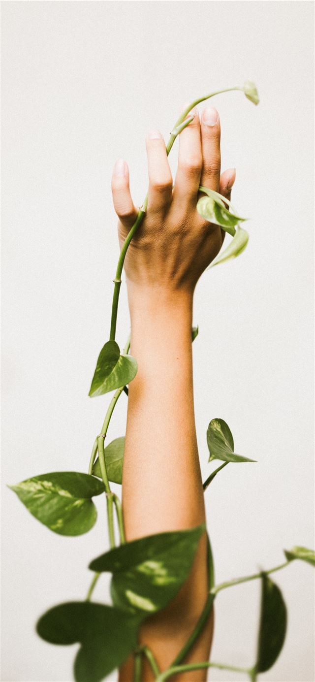 1284x2778 person holding ivy plant -  iPhone 11 Wallpaper