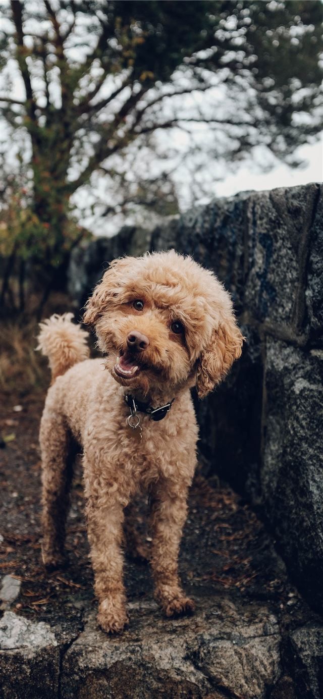 1284x2778 short coated brown dog -  iPhone 11 Wallpaper