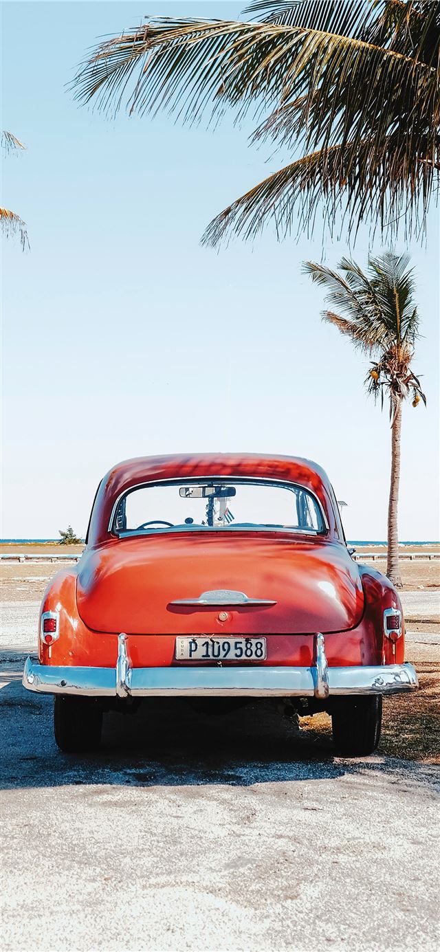 1284x2778 re beetle beside coconut trees -  iPhone 11 Wallpaper