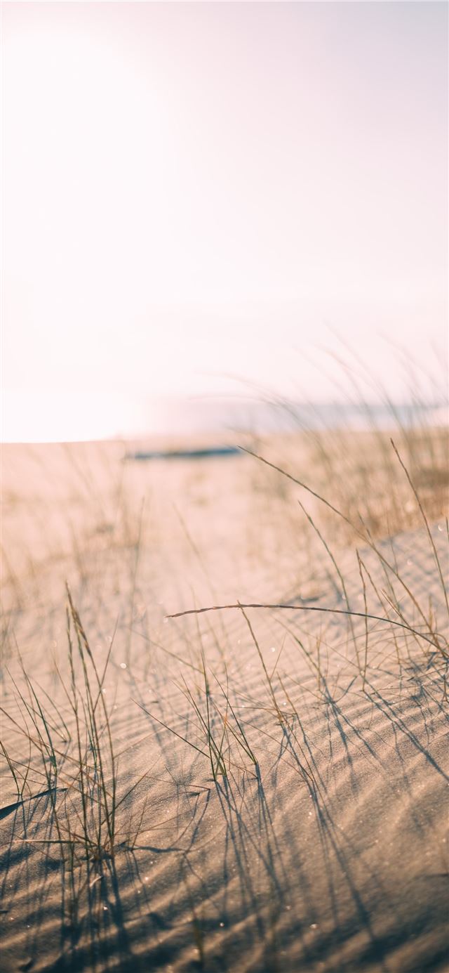 1284x2778 low angle photo of grass taken at daytime -  iPhone 11 Wallpaper