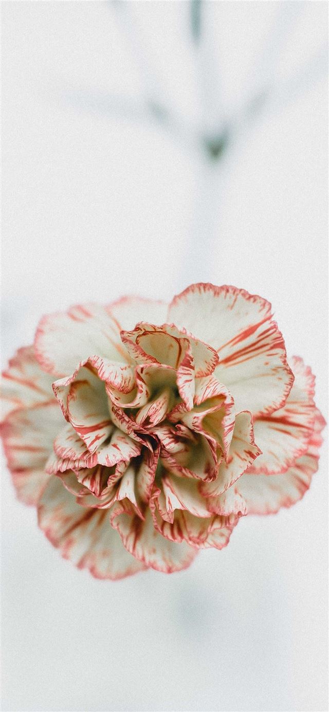 1284x2778 macro shot photography of red and white flowers -  iPhone 11 Wallpaper