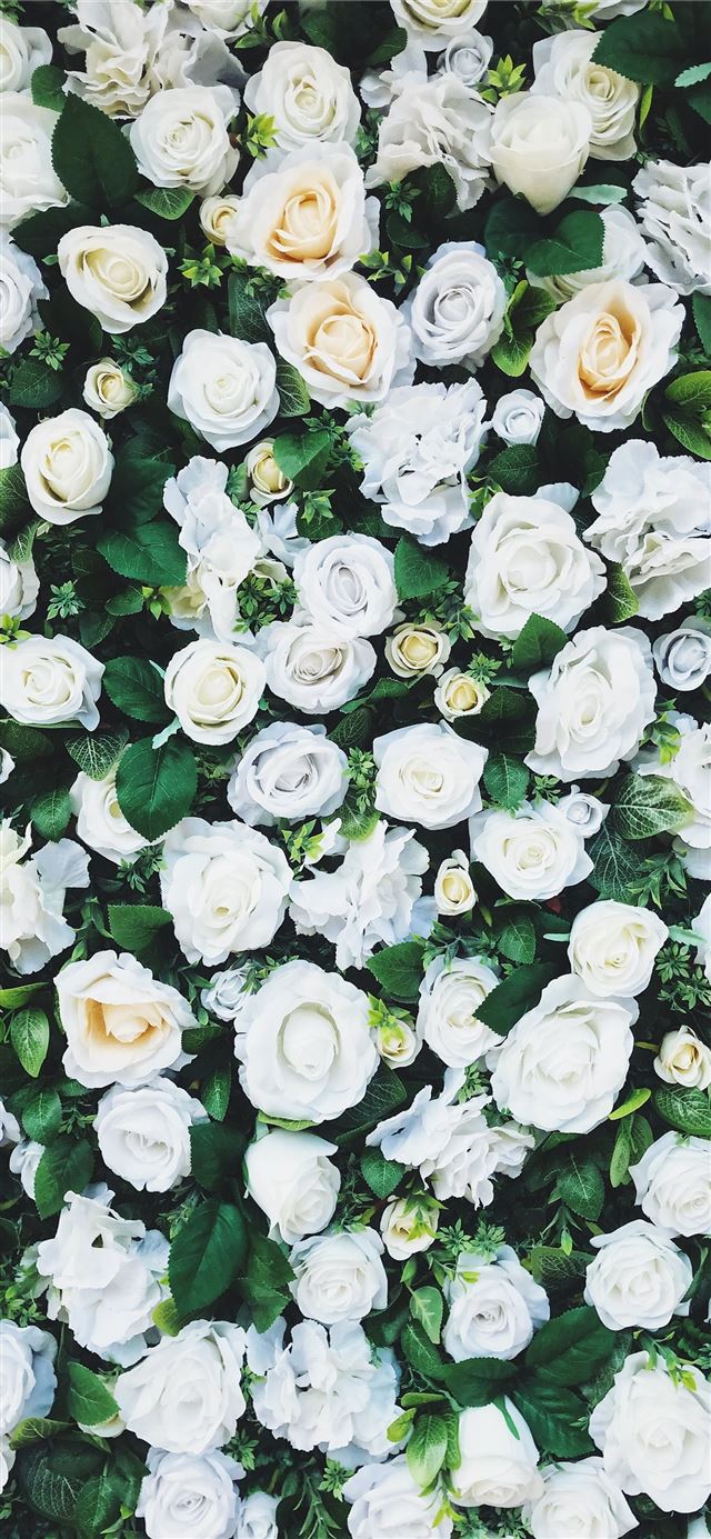 1284x2778 white rose field -  iPhone 11 Wallpaper