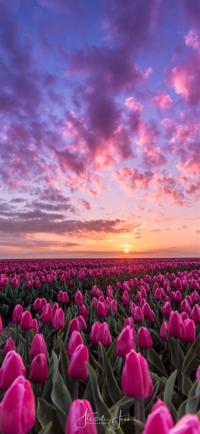 7 Wallpapers In Tulip Fields of Netherlands Wallpapers For iPhone 11