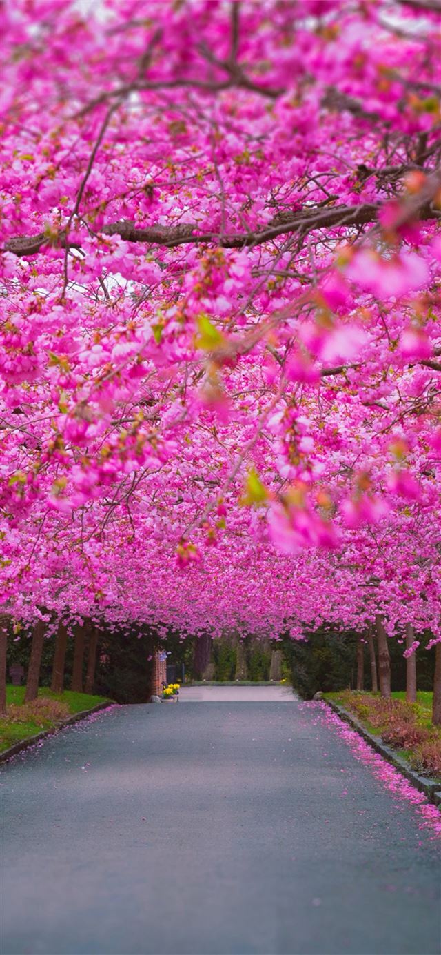 1125x2436 cherry blossom park -  iPhone 11 Wallpaper