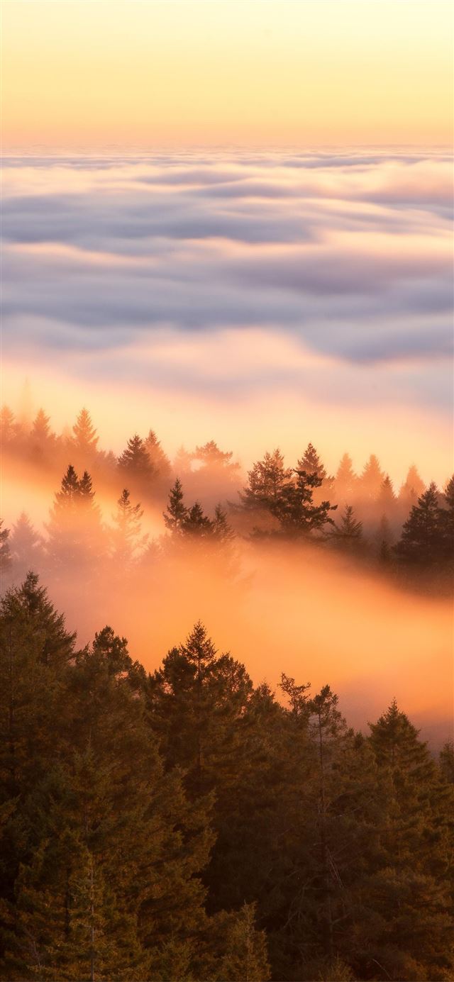 1125x2436 crazy fog flow at sunset - fog iPhone 11 Wallpaper