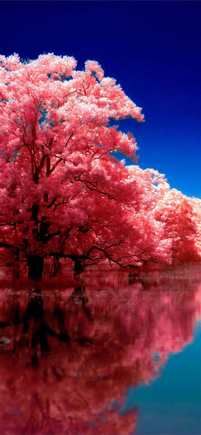 1125x2436 autumn reflection trees - deviantart iPhone 11 Wallpaper