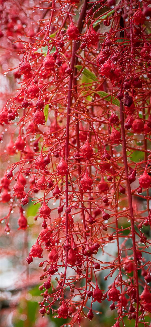 1125x2436 blossom bokeh garden - blossom iPhone 11 Wallpaper
