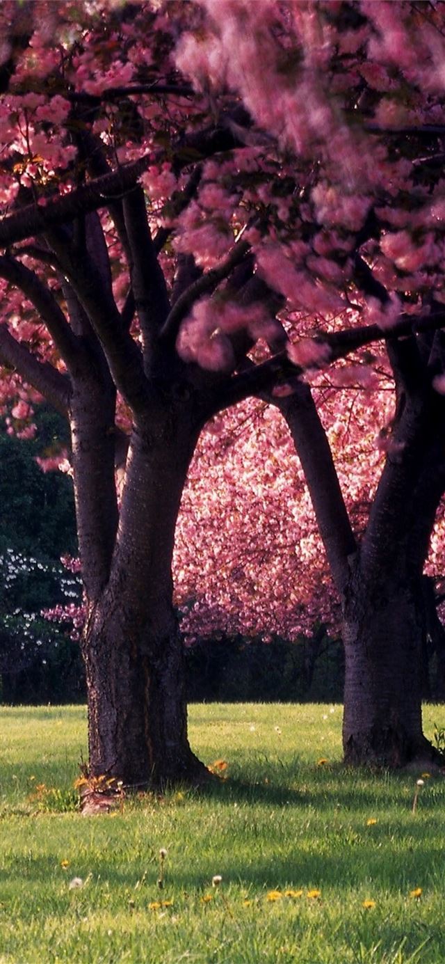 1125x2436 dandelion flowers spring - flowers iPhone 11 Wallpaper