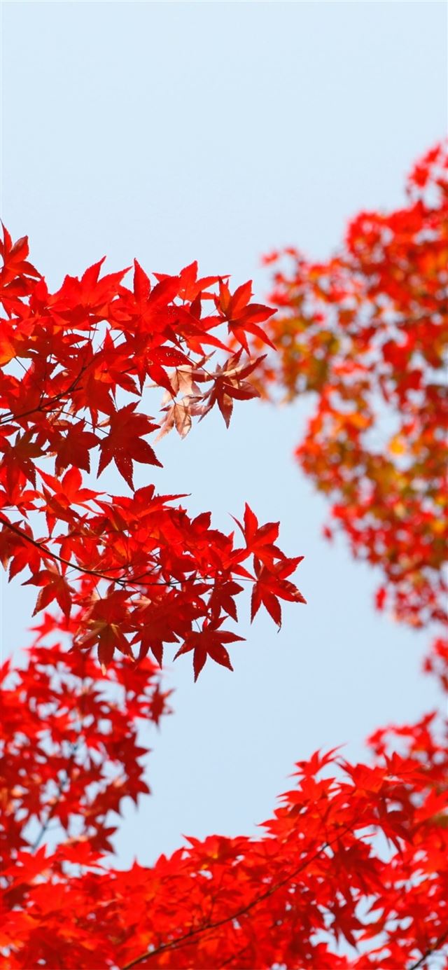 1125x2436 autumn red leaf orange - leaf iPhone 11 Wallpaper