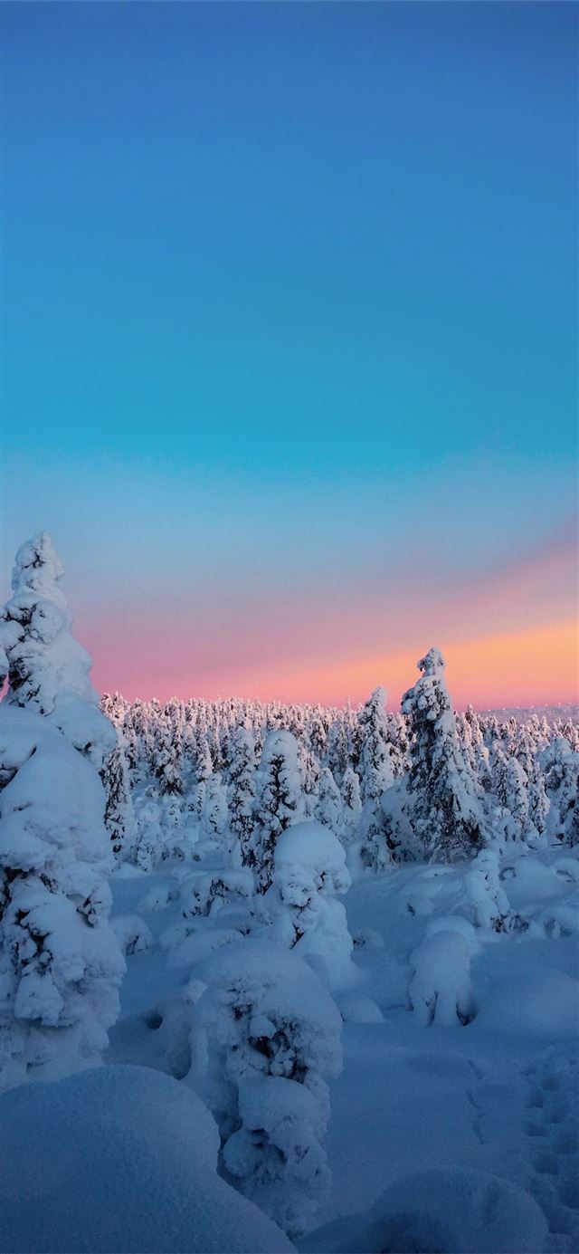 1125x2436 trees covered with snow view -  iPhone 11 Wallpaper