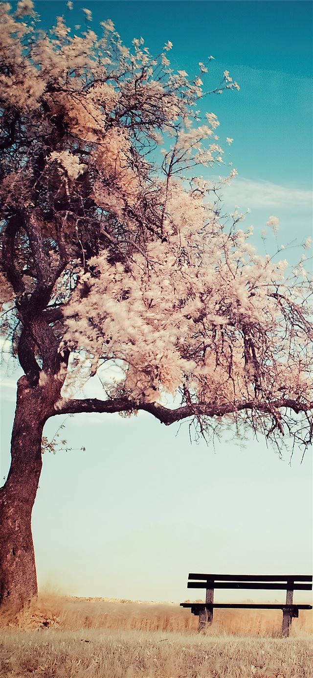 1125x2436 winter tree bench 4k - winter iPhone 11 Wallpaper