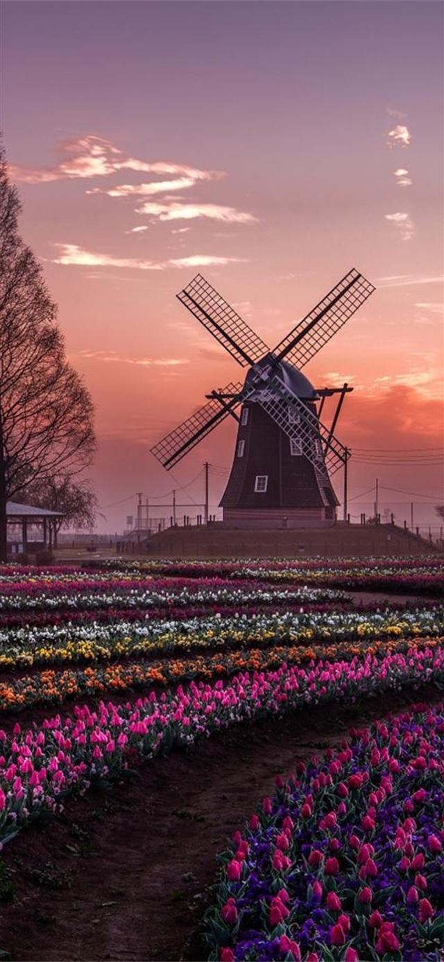 1125x2436 dream windmill field - field iPhone 11 Wallpaper