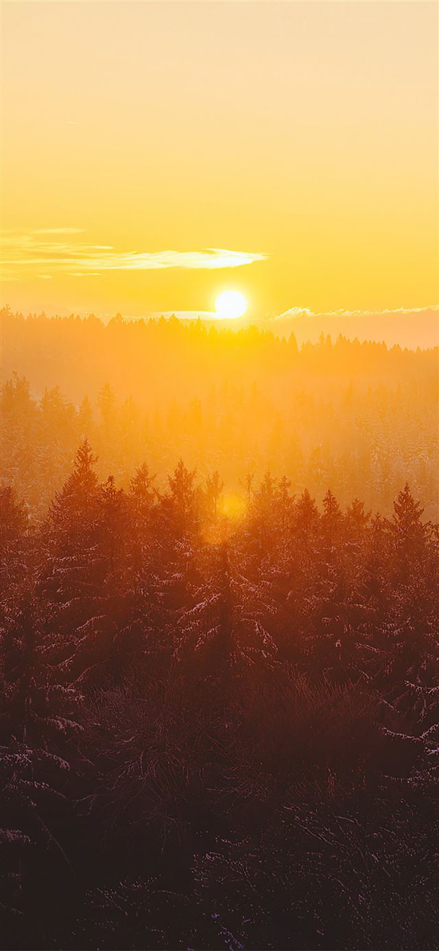1125x2436 golden hour foggy landscape 4k - fog iPhone 11 Wallpaper