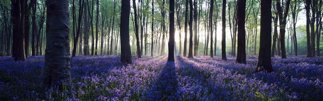 3840x1200 Lavender in Forest - forest iPhone Panoramic Wallpaper