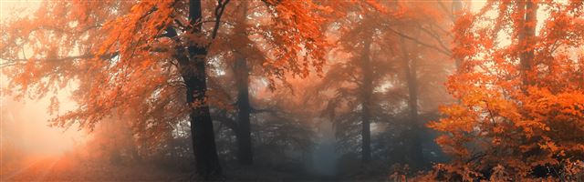 3840x1200 Autumn - tree iPhone Panoramic Wallpaper