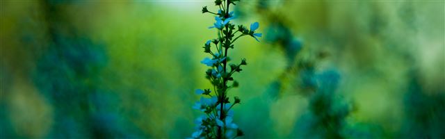 3840x1200 Blue Plant - plant iPhone Panoramic Wallpaper