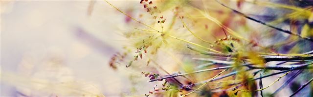 3840x1200 Branches Macro - plant iPhone Panoramic Wallpaper