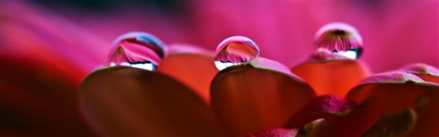 3840x1200 Dew On Petals Macro - water iPhone Panoramic Wallpaper