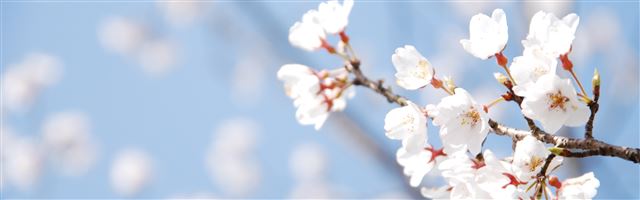 3840x1200 Cherry Blossom And Blue Sky - sky iPhone Panoramic Wallpaper