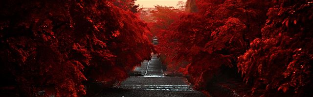 3840x1200 Japan Honshu Island - tree iPhone Panoramic Wallpaper